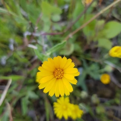 Calendula suffruticosa — flower