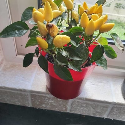 Capsicum annuum — flower