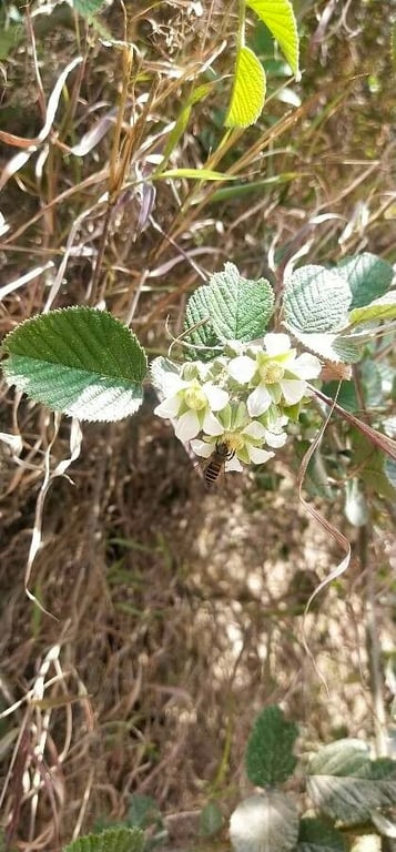 Cheeseberry