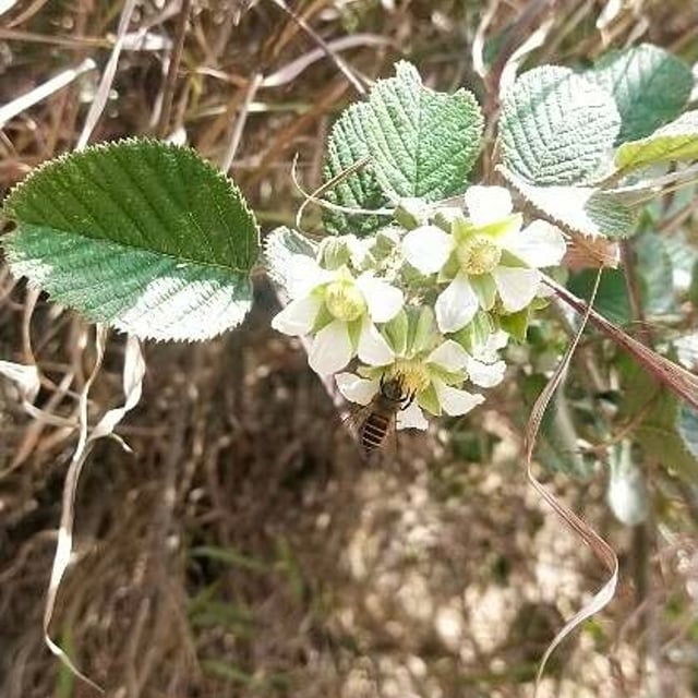 Cheeseberry