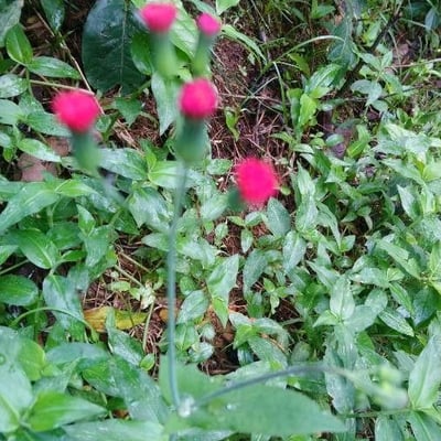 Piper marginatum — flower