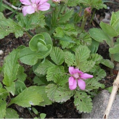Rubus arcticus — flower