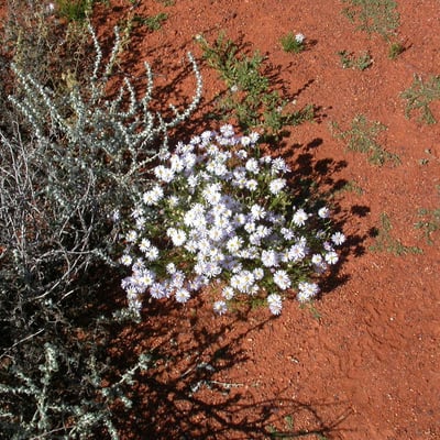 Brachyscome ciliaris — habit