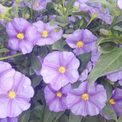 Solanum umbelliferum — flower