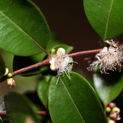Myrciaria floribunda — flower