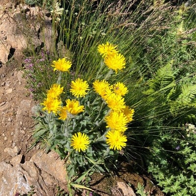 Hieracium villosum — flower