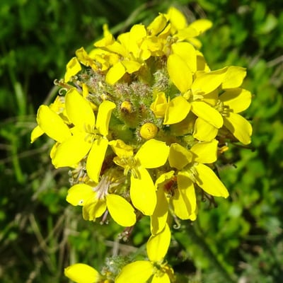 Sisymbrium austriacum — flower