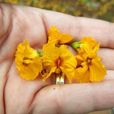 Tipuana tipu — flower