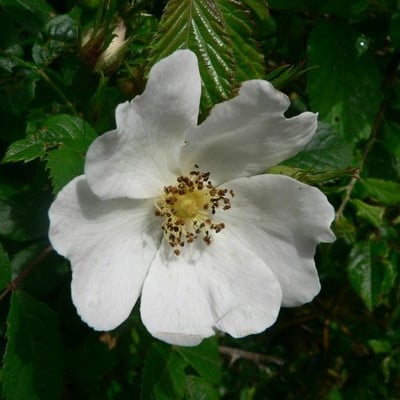 Rosa deseglisei — flower