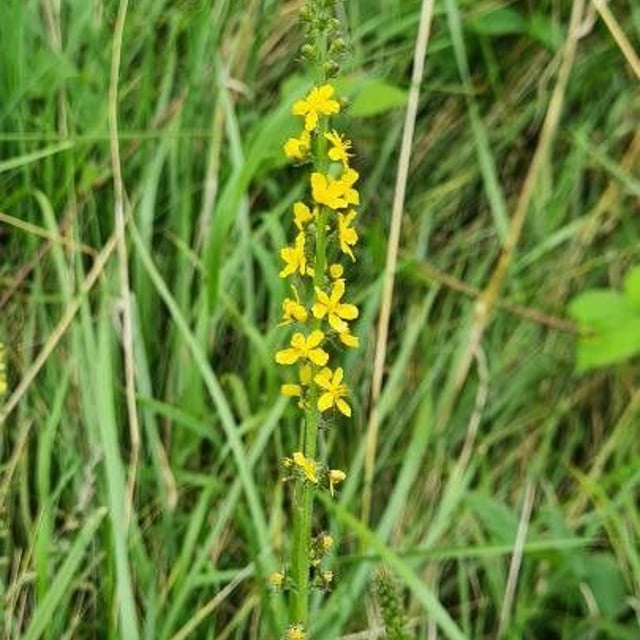 Agrimonia procera — flower