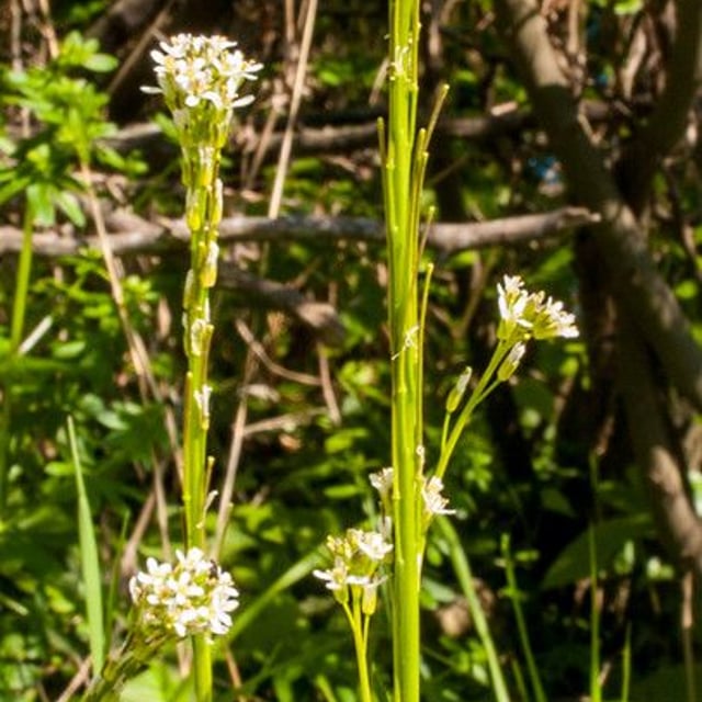 Arabis sagittata — flower