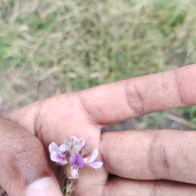 Uraria picta — flower