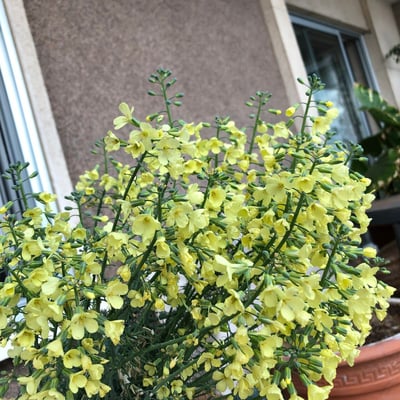 Brassica cretica — flower