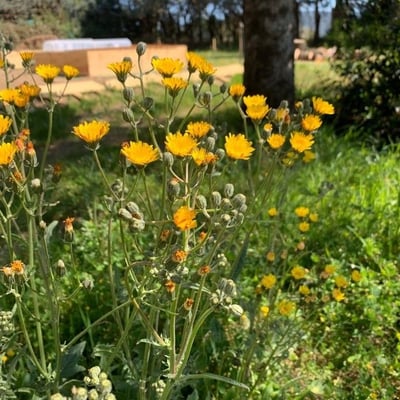 Crepis setosa — flower