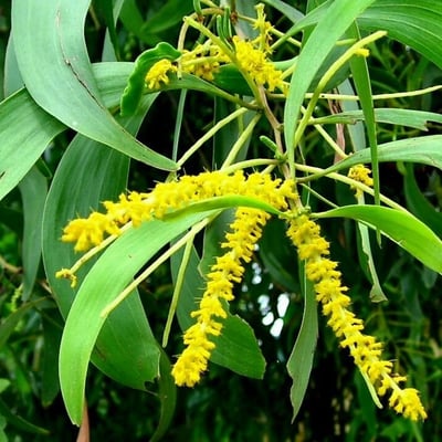 Acacia auriculiformis — flower