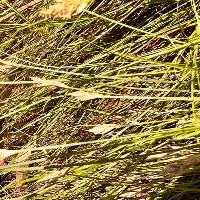 Distichlis spicata — flower