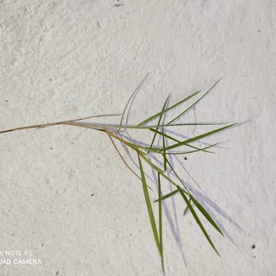 Paspalum vaginatum — leaf