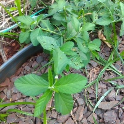 Sida acuta — leaf
