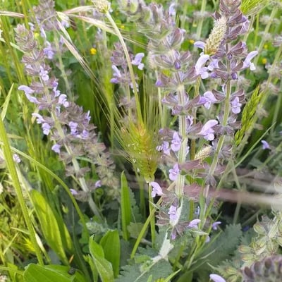 Salvia verbenaca — flower
