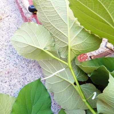 Piper auritum — flower