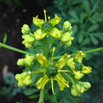 Ruta graveolens — flower