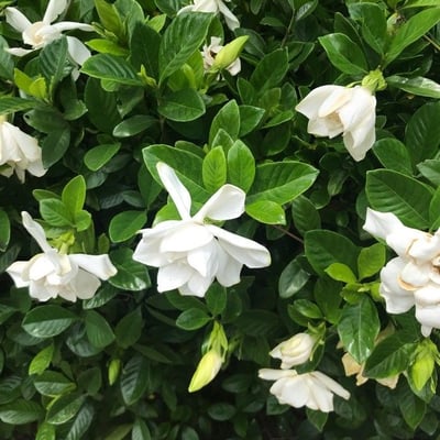 Gardenia jasminoides — flower