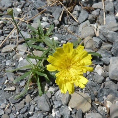 Tolpis staticifolia — flower