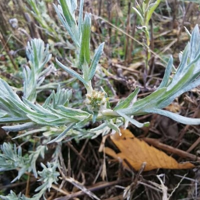 Filago germanica — flower