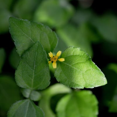 Synedrella nodiflora — flower