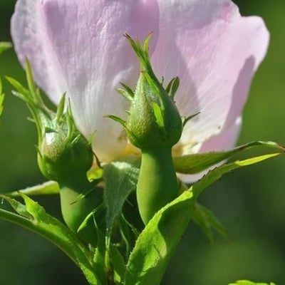 Rosa squarrosa — flower