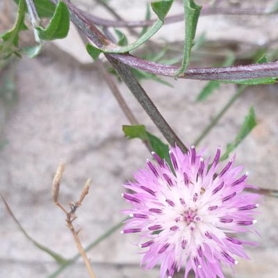 Centaurea aspera — flower