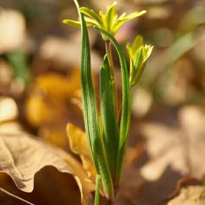Gagea spathacea — flower