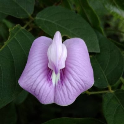 Centrosema pubescens — flower