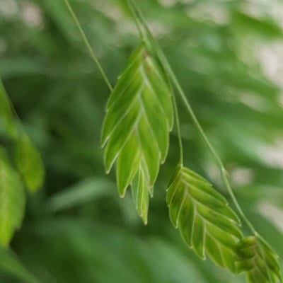 Chasmanthium latifolium — flower