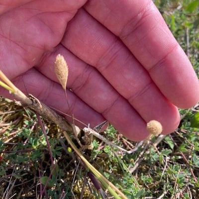 Phleum arenarium — flower