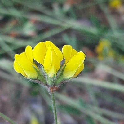 Lotus angustissimus — flower