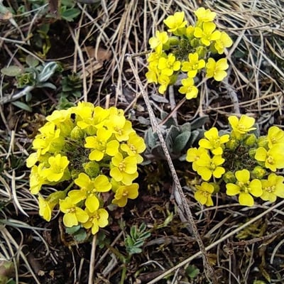 Alyssum montanum — flower