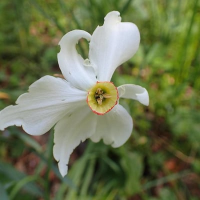 Narcissus poeticus — flower