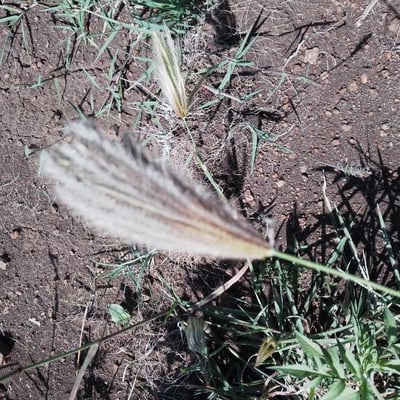 Chloris virgata — flower