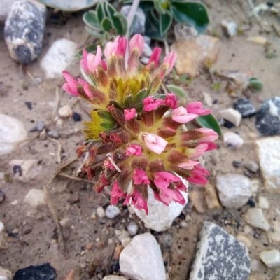 Anthyllis montana — flower