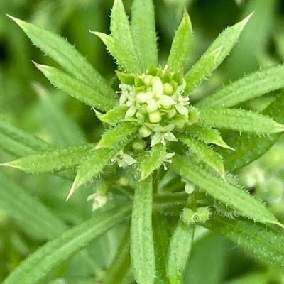 Galium spurium — flower