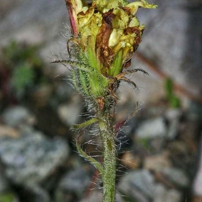 Pilosella peleteriana — flower