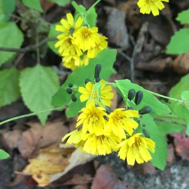 Crepidiastrum denticulatum — flower