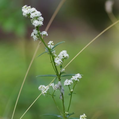 Galium boreale — flower