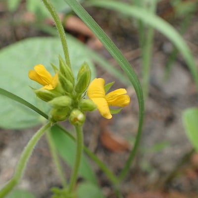 Crotalaria sagittalis — flower