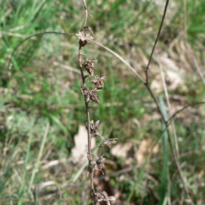 Artemisia alba — flower
