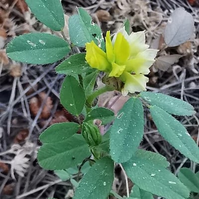 Trifolium campestre — flower