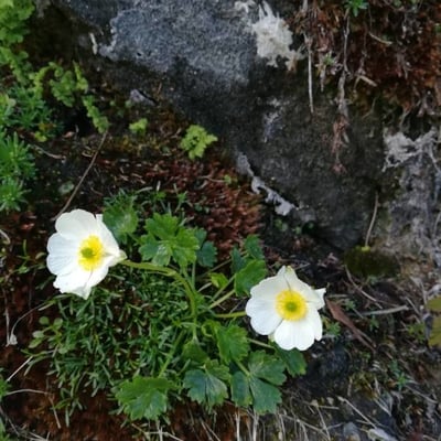Ranunculus alpestris — flower