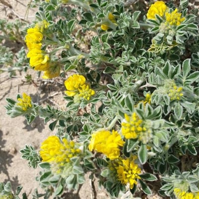 Medicago marina — flower
