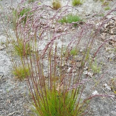 Agrostis vinealis — flower